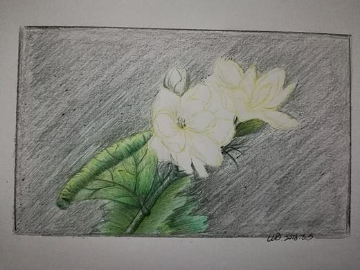 茉莉花