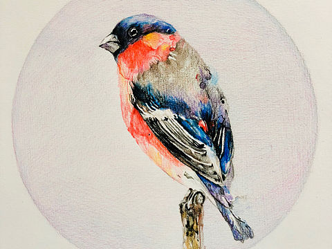 Bird