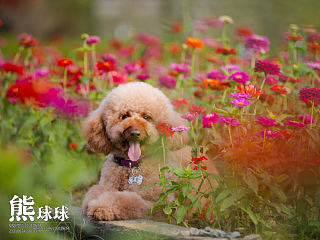 咱家的巨贵酱酱（个人主页-ZNjUxMTI4MA==） - 宠物摄影 - 站酷设计师熊球球原创素材 - 站酷ZCOOL