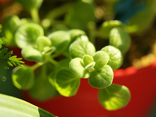 草树知春（个人主页-ZMTQ4NTA4NTI=） - 产品摄影 - 站酷设计师挂糖原创素材 - 站酷ZCOOL