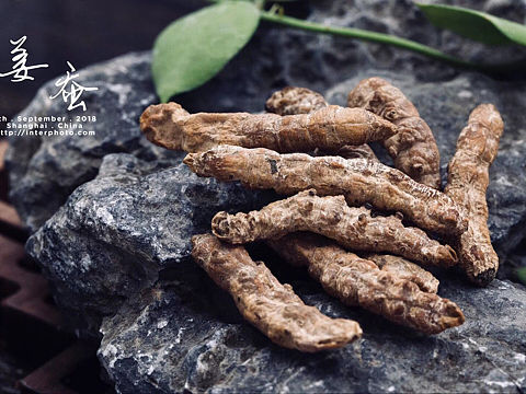 中药炒姜蚕