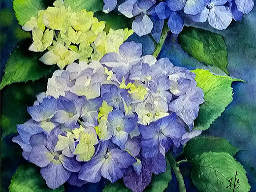 火儿水彩花卉系列《八仙花开》