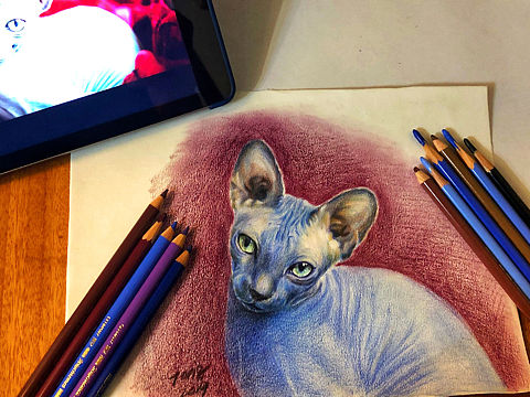 彩铅斯芬克斯无毛猫