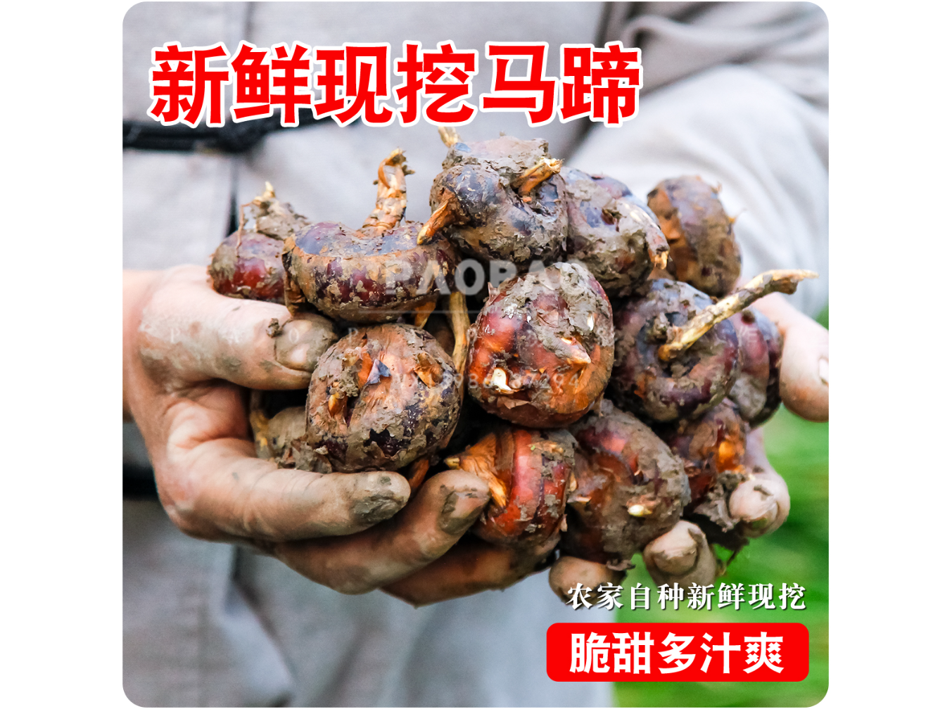 荸荠-中国的野菜轻-图片