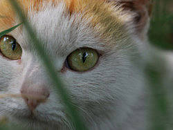 【摄影】那些它-猫-蝶-花