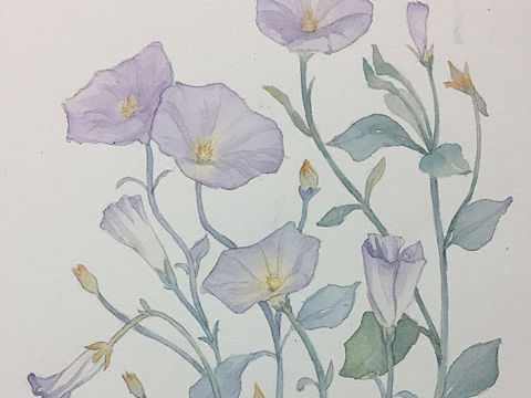 水彩牵牛花绘画过程