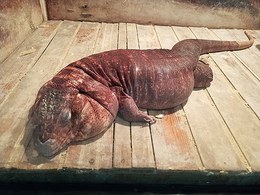 動(dòng)物園寫(xiě)生（個(gè)人主頁(yè)-ZNDY4MDYyNTY=） - 創(chuàng)作習(xí)作 - 站酷設(shè)計(jì)師王志磊1999原創(chuàng)素材 - 站酷ZCOOL