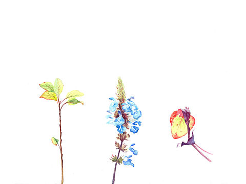 水彩花卉插画