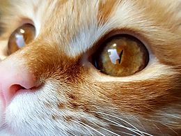 喵呜~喵呜~~我的好室友