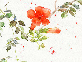 水彩插画——凌霄花