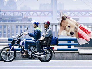 如果你看到我的狗，请你告诉我，我有什么都会给你。（个人主页-ZNzcyODM5Mg==） - 海报 - 站酷设计师淘克设计原创素材 - 站酷ZCOOL