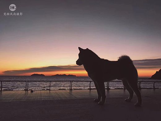 清晨（個人主頁-ZNDExMjgwMzI=） - 寵物攝影 - 站酷設(shè)計師寵物風(fēng)尚攝影原創(chuàng)素材 - 站酷ZCOOL