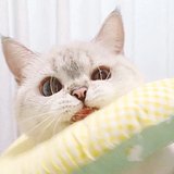 天秤座的猪猪的头像