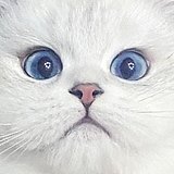 戒掉LOL的LL的头像