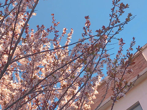花与海河 三月天津🌸