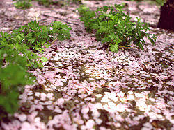 2012_04_15 玉渊潭