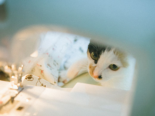 缝纫机与三花猫