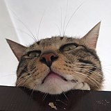 啊啦啦com的头像