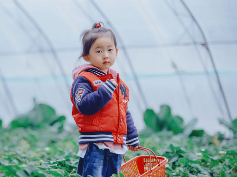 摘草莓:strawberry: