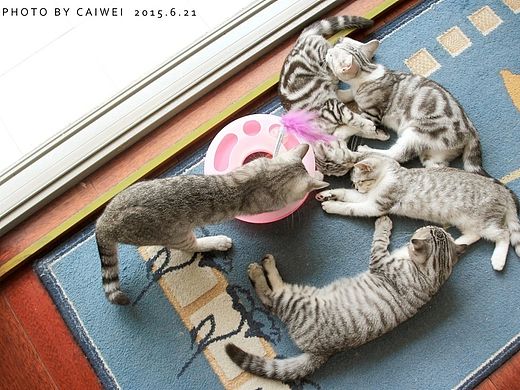 【麻将集】-2015