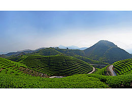 茶摄影