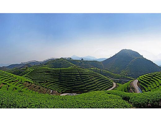 单丛  潮州饶平岭头茶山 凤凰山