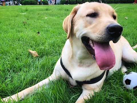 给狗子们画头像~