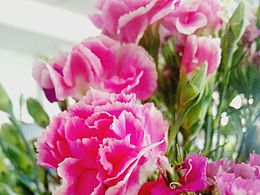 小花儿