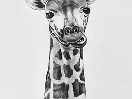 长颈鹿素描