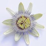 君懿的头像