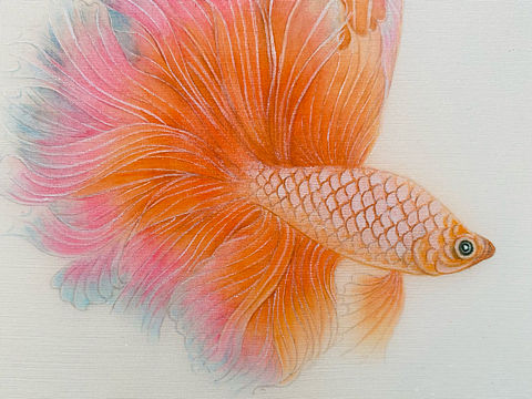 工笔画斗鱼