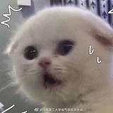 你家小猫的头像