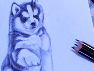 哈士奇（彩鉛 可愛 萌 Q 寵物 狗狗）（個人主頁-ZMzg2MTY2OA==） - 創(chuàng)作習作 - 站酷設(shè)計師咖哩哩原創(chuàng)素材 - 站酷ZCOOL