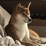 过敏性创作者的头像