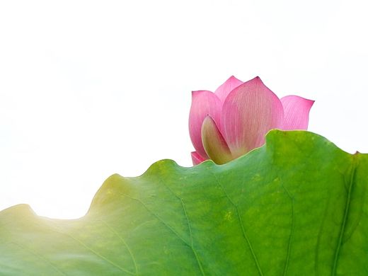 荷花七月