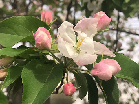 踏青赏花（个人主页-ZMzQ4Mzk0MjA=） - 产品摄影 - 站酷设计师美花的情堑原创素材 - 站酷ZCOOL