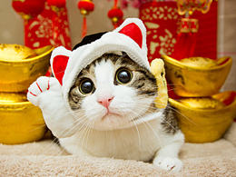 又到一年辞旧岁——喵星人的迎新贺岁片