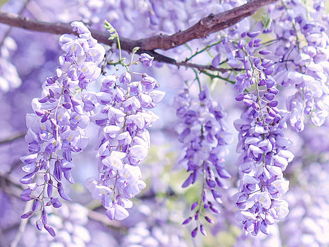 紫藤花
