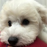 萌泡泡黄大仙的头像