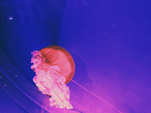 《嬰兒水母》（個(gè)人主頁-ZNjEwNDM0NjQ=） - 其他攝影 - 站酷設(shè)計(jì)師斯文宋原創(chuàng)素材 - 站酷ZCOOL