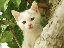 家有喵星人之叫兽篇