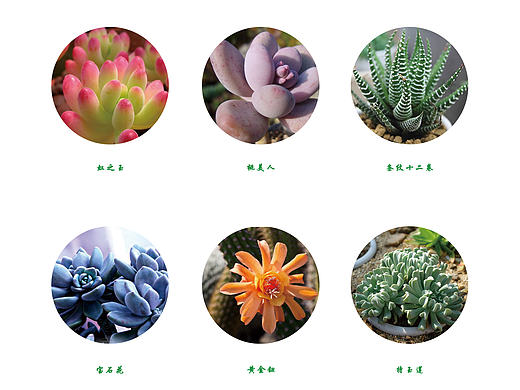多肉植物画册设计