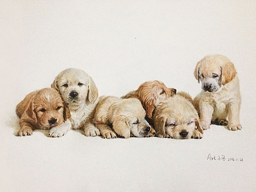 彩铅作品集——狗狗系列