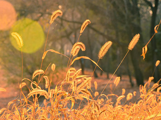 夕阳下个狗尾巴草