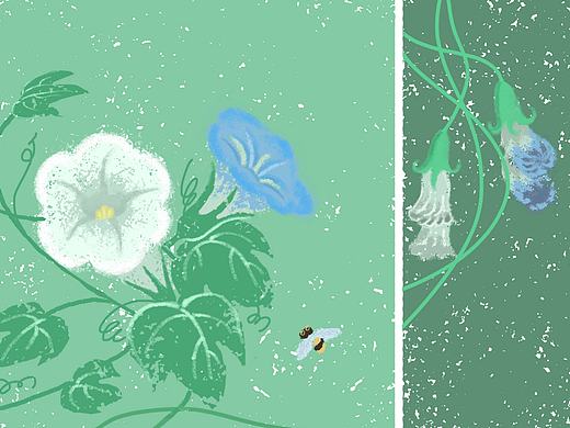 牵牛花