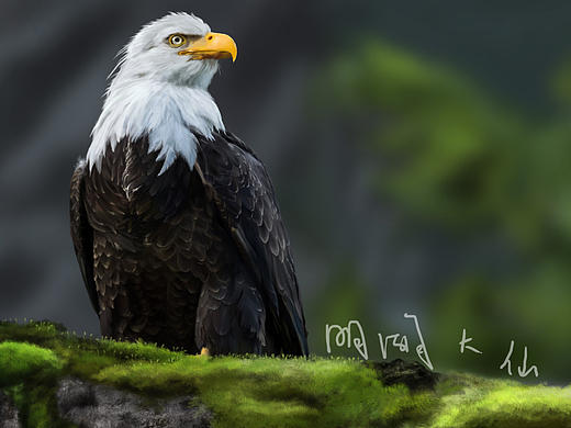 画个东西——一只特别犀利的老鹰