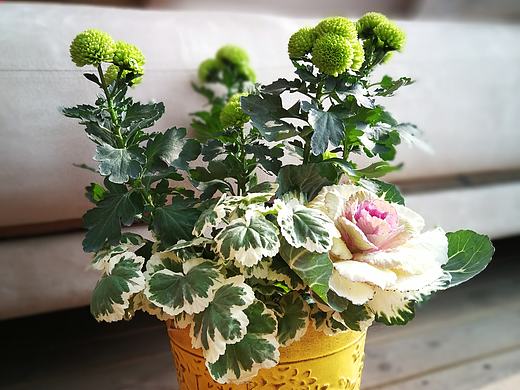 植物