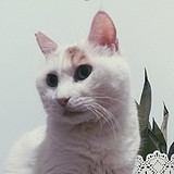 nico兔的头像