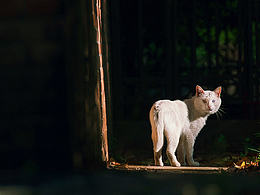 猫猫狗狗