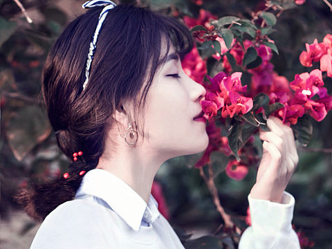 杜鹃花